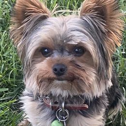 Tyrion - Yorkshire Terrier