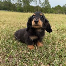 Onyx (Financing Available) - Black and tan male Dachshund puppy in Inverness, Florida from Canaan Farm Corgis
