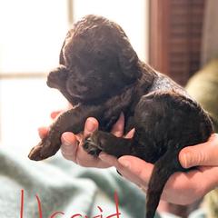 Double Doodle and Labradoodle Puppies from Magnolia & Finn Doodles