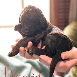 Double Doodle and Labradoodle Puppies from Magnolia & Finn Doodles