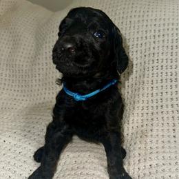 Bowie - Phantom male Poodle puppy in Travelers Rest, South Carolina from Cotton Top