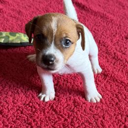 Cash - Brown and white male Jack Russell Terrier puppy in Cleburne, Texas from Jordan's Shorty Jacks