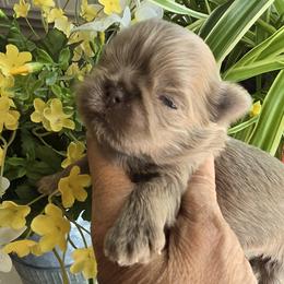 Shih Tzu Puppies from 🩷ViviDreamyShihtzus🩷