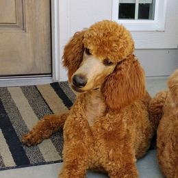 Rose - Poodle