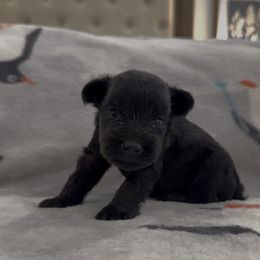 Girl 3 - Black female Miniature Schnauzer puppy in Seagoville, Texas from JC miniature schnauzers