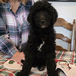 Pumpkin - Black male Poodle puppy in Calvert City, Kentucky from Pawpaws Doodles