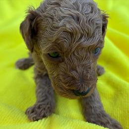 Girl 3 - Red  female Poodle puppy in Miami, Florida from Sakura Poodles