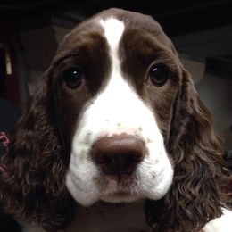 English Springer Spaniels from Felstar English Springers