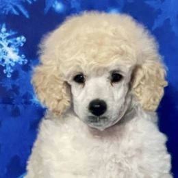 Kerry Blue Terrier and Poodle Puppies from Thelmarys Hernandez