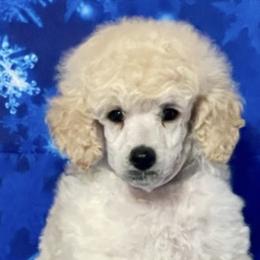 Kerry Blue Terrier and Poodle Puppies from Thelmarys Hernandez