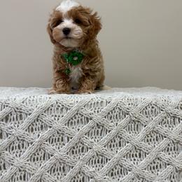 Cinnamon - Parti male Maltipoo puppy in Delran, New Jersey from HMH’s Maltipoos & Cavaliers