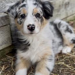 Mira - Blue merle female Australian Shepherd puppy in Lakewood, Colorado from Skyray Aussies