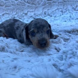 Doug - Dapple male Dachshund puppy in Mount Carmel, Tennessee from HS Goldens