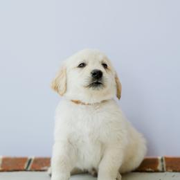 Golden Retriever Puppies from Sweeter Than Honey Golden Retrievers, LLC.