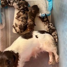 Dachshund puppies from DNP Doxies