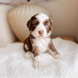 Meilé - Love litter - Chocolate male Australian Labradoodle puppy in Syracuse, Indiana from The Doodle Cove
