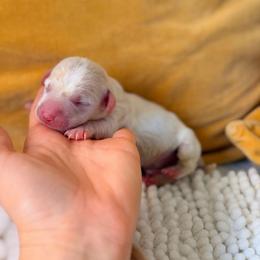 SNOW - Cream male Dachshund puppy in Calexico, California from The house of Dachshund
