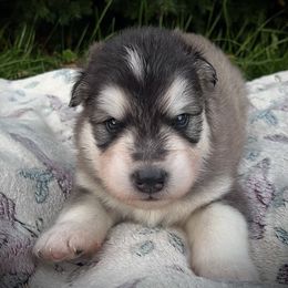 Colter - Seal and white male Alaskan Malamute puppy in Michigan from Warrior’s Legacy Alaskan Malamutes