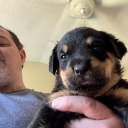 Yellow girl - Black and mahogany female Rottweiler puppy in Colorado Springs, Colorado from Von Locher Rotties