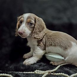 Benny - Piebald male Dachshund puppy in Bandera, Texas from Pup Cakes