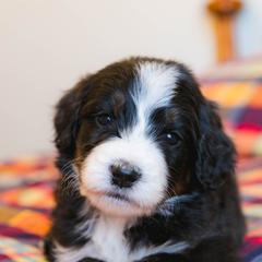 Lamb - male Australian Mountain Doodle puppy in Lafayette, Missouri from Brick House Farm Doodles