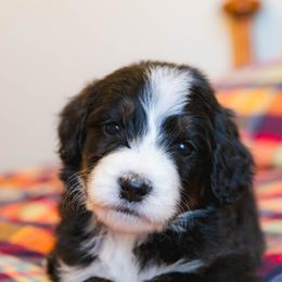 Lamb - male Australian Mountain Doodle puppy in Lafayette, Missouri from Brick House Farm Doodles