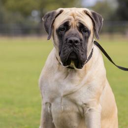 Basset Hounds, Cavalier King Charles Spaniels, and Mastiffs from Southern Oaks Kennel