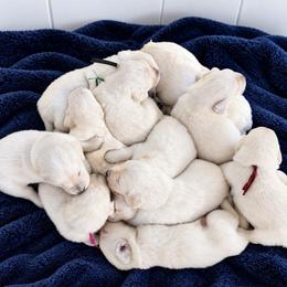 Male 5 - Light golden male Golden Retriever puppy in Rainier, Washington from Hanson’s NW Goldens & Doodles