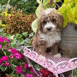 George - Red  male Goldendoodle puppy in Sheridan, Arkansas from Arkie Doodles