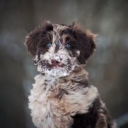 Bearded Retriever, Goldendoodle, and Labradoodle Puppies from Wilson Family Companions