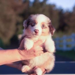 Cornelia - Red merle female Miniature American Shepherd puppy in Kamuela On The Big Island, Hawaii from Royal Hawaiian Aussies LLC