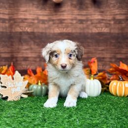 Puppy 2 Female - Red merle female Australian Shepherd puppy in Crystal River, Florida from Copper Top Aussies