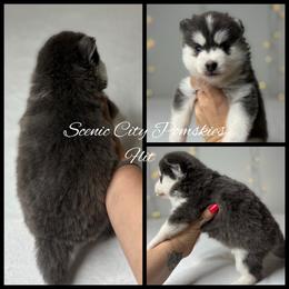 Flit - Blue female Pomsky puppy in Rossville, Georgia from Scenic City Pomskies