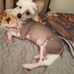 Chihuahua and Chinese Crested Puppies from Western Kentucky Chihuahua’s and Chinese Crested’s