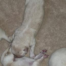 Black - Yellow male Labrador Retriever puppy in Siloam Springs, Arkansas from Karemy Kennels (Karemy Labradors)