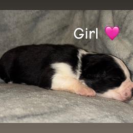 Miniature Australian Shepherd puppies from Deep South Aussie's
