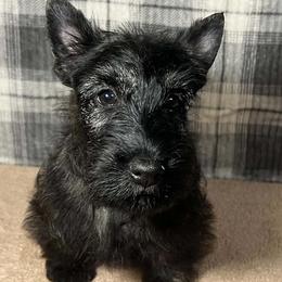 Lime Green - Brindle female Scottish Terrier puppy in Morganton, North Carolina from Maylark Scottish Terriers