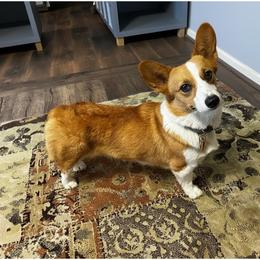 SODA POP - Pembroke Welsh Corgi