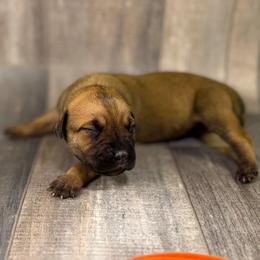 Orange Collar - Chestnut brindle female Cane Corso puppy in Catawba, North Carolina from Catawba Cane Corso