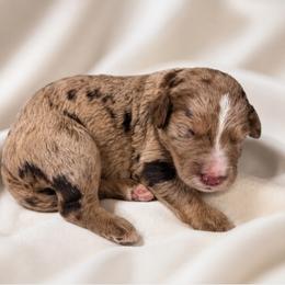 Pending-Greene Puppy - Merle male Goldendoodle puppy in Delphos, Ohio from Route 66 Poodles & Doodles, Sapphire Shih-tzu's of Ohio