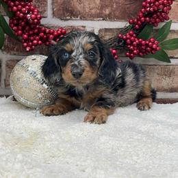 Felix - Dapple male Dachshund puppy in Industry, Illinois from KDKs Kennels