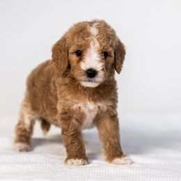 Nutmeg - Cream female Goldendoodle puppy in Slc, Utah from Timp Doodles