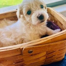 Pip - White male Maltipoo puppy in Ashville, Alabama from LMC Pups
