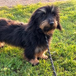 Poppy - Dachshund
