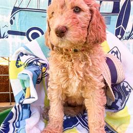 Goldendoodle Puppies from Lundee Doodles