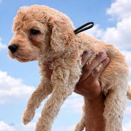 Vaughn - Apricot male Goldendoodle puppy in Houston, Texas from Were The Mack'Doodles