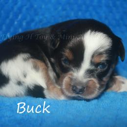 Buck - Blue merle male Miniature American Shepherd puppy in Godley, Texas from Flying H Toy and Mini Aussies