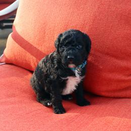 Matthew - Black and white male Portuguese Water Dog puppy in Hamptonville, North Carolina from Alabama Havanese Kennel Tidewater Kennel