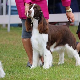 Honey - English Springer Spaniel