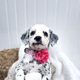 Death Star - White and black female Dalmatian puppy in Gray, Georgia from Fuller Spots